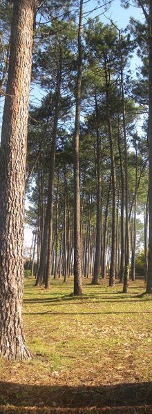 Mimosa en fleurs sur le Bassin d'Arcachon...