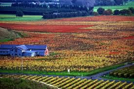 #Rose Wines Producers Hawkes Bay Region New Zealand  Vineyards 