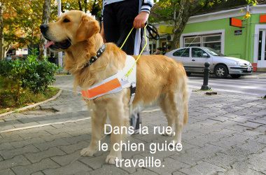 Les  chiens  guides d'aveugles 