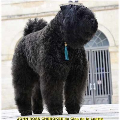 CHIOT BOUVIER DES FLANDRES 