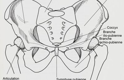 Articulation saccro-iliaque