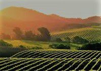 #Merlot Producers Napa Valley Vineyards California page 9