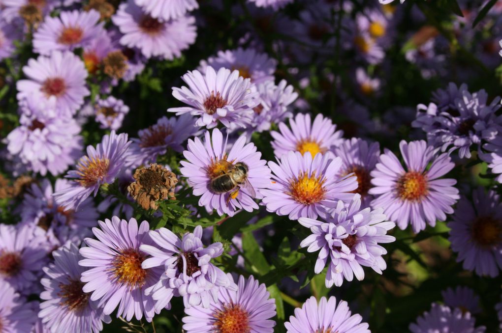 mes fleurs