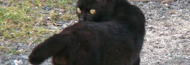 Et vous, vous êtes black ou white ?