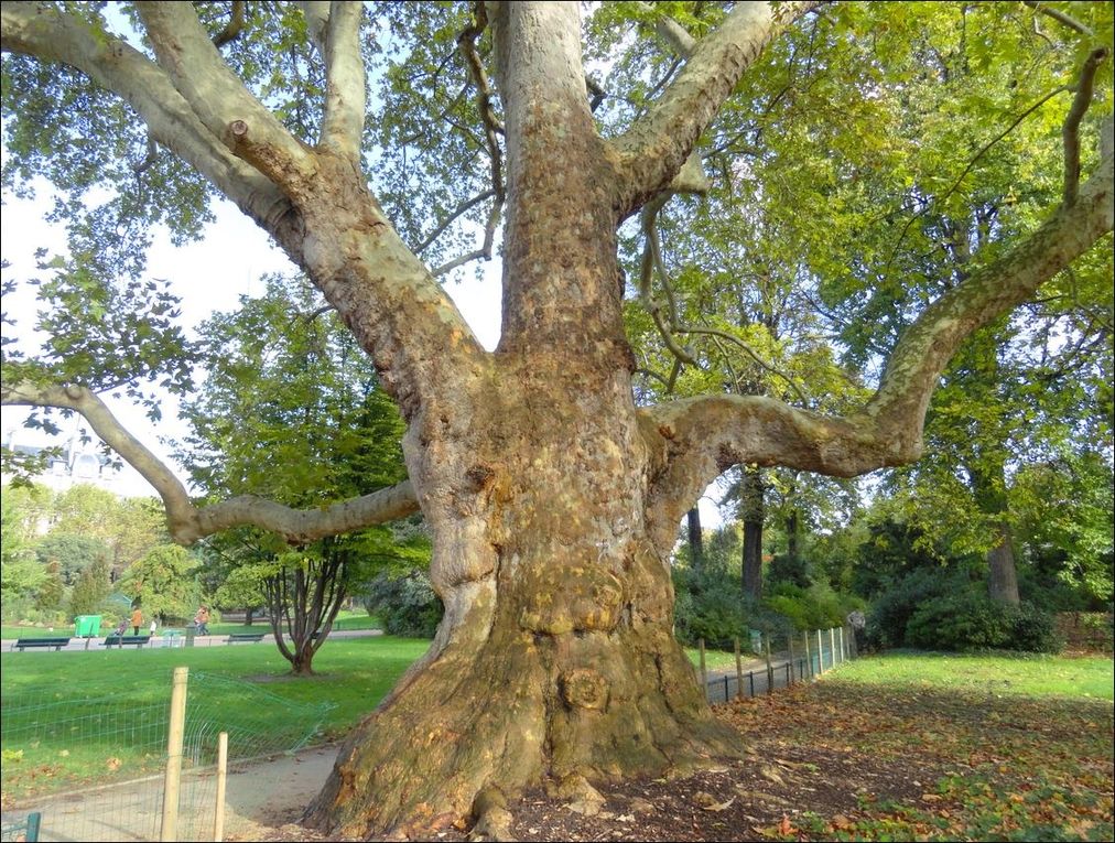 Arbre remarquable à Paris