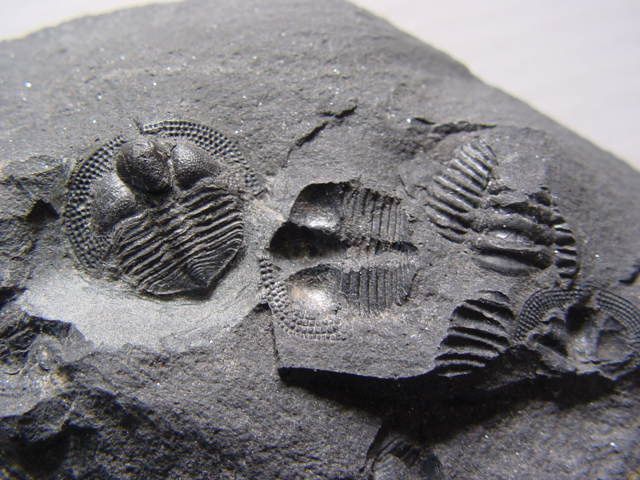 <p>Faune fossile de République tchèque</p>
<p>Une sélection, parmi notre collection, des pièces tchèques les plus intéressantes.</p>
<p>Bonne visite !</p>
<p>Phil « Fossil »</p>
