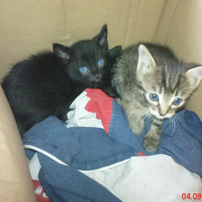 2 NOUVEAUX ARRIVANTS