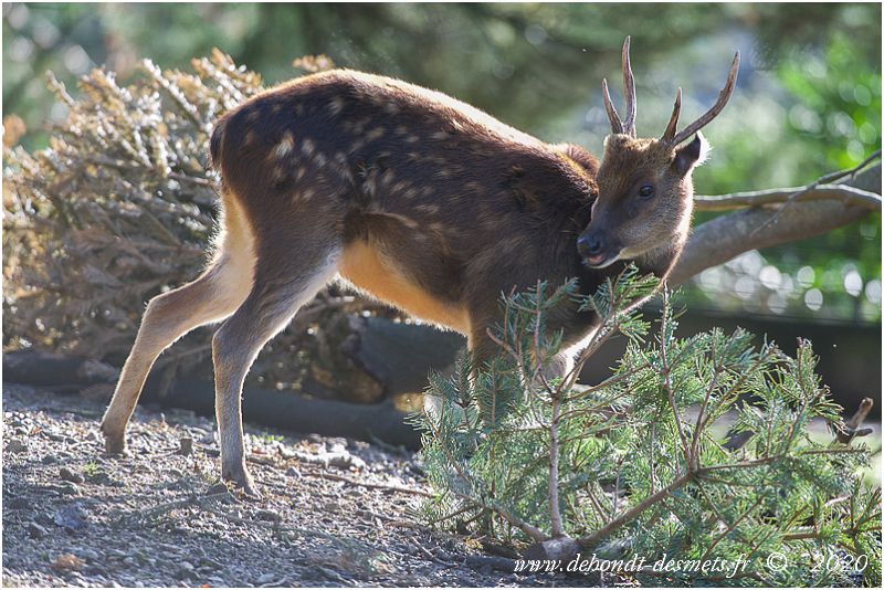   Le cerf du Prince Alfred a un régime alimentaire d'herbivore ruminant. Il se nourrit principalement de feuilles , d'herbes et il est friand d’écorces et d'épines de sapins.