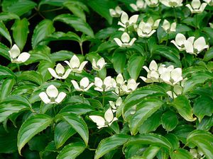 Cornus kousa