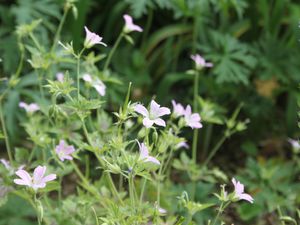 Visite du jardin de Valérie