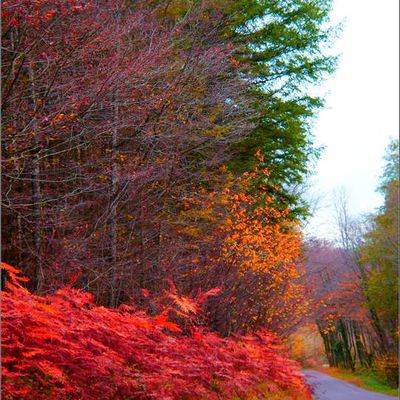 Louvatange - Jura - forêt communale