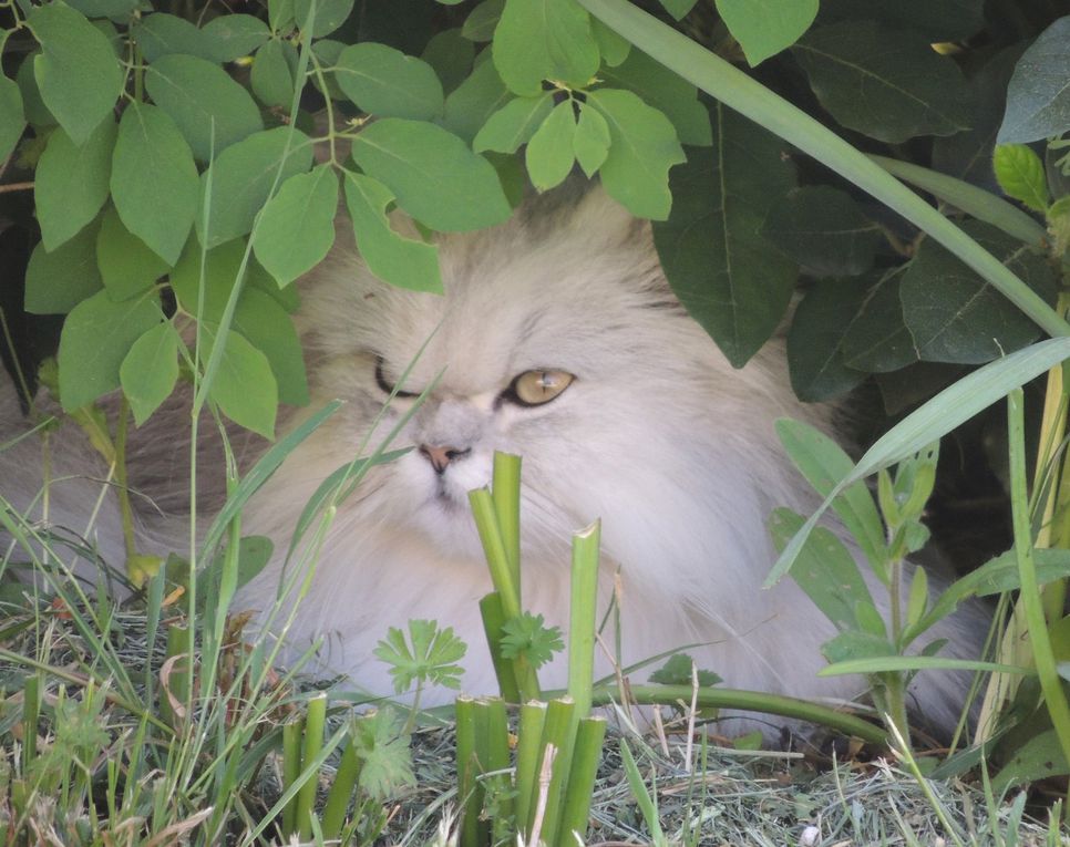 Album - DES CHATS