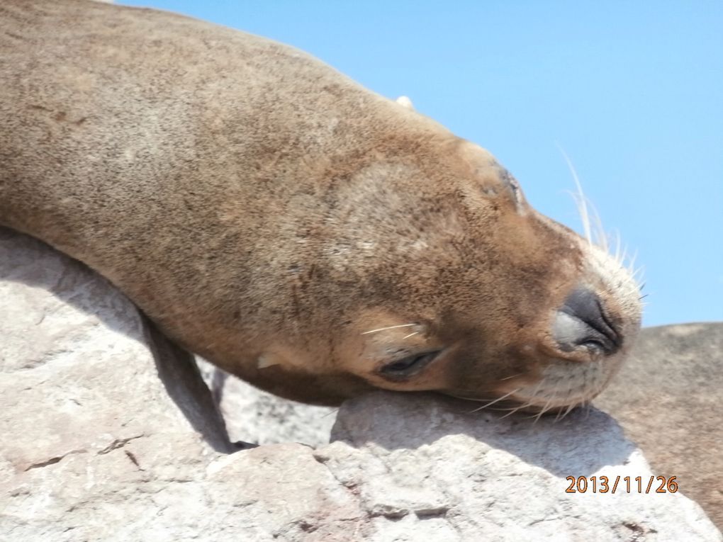 paracas-ballestas-huacachani-arequipa