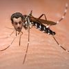Alerte: L'épidémie de dingue frappe la France