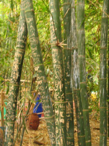 Le Jardin Majorelle et ses merveilleuses couleurs (même sous la pluie)