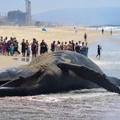 Du Mexique à l’Alaska, une mystérieuse hécatombe chez les baleines grises