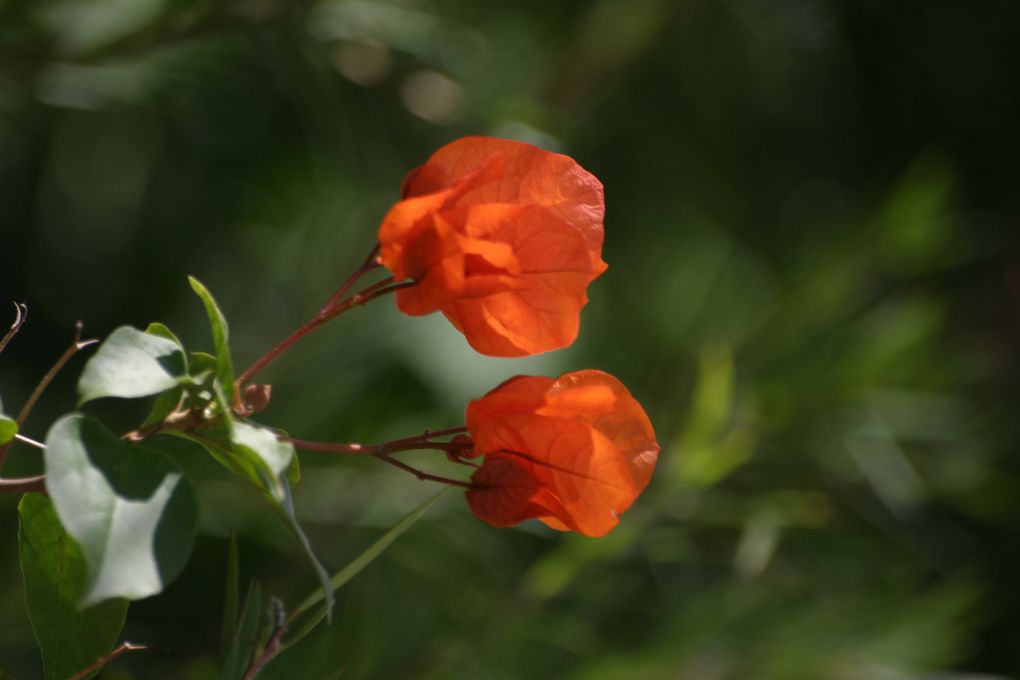 Album - Faune-et-Flore