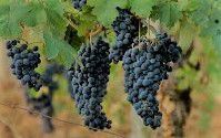 #Rose Barbera Producers San Francisco Bay California Vineyards 