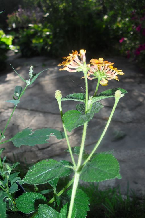 Des fleurs et des fleurs..De mon jardin ...