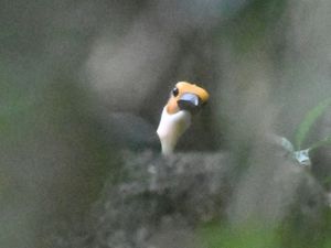 Picathartes de Guinée, Forêt de Taï, Côte d'Ivoire, 16 avril 2018