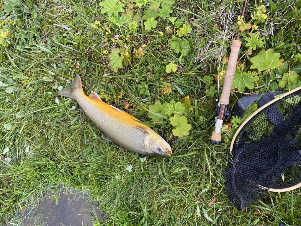 Du chevesne au Baracuda, en passant par les bonefish, les perches, les truites, les ombres et les bars, tous ces poissons se sont laissés prendre au streamer !