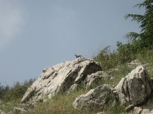 Album - Randonnée DCC dans les cédres du chouf - Mai 2007