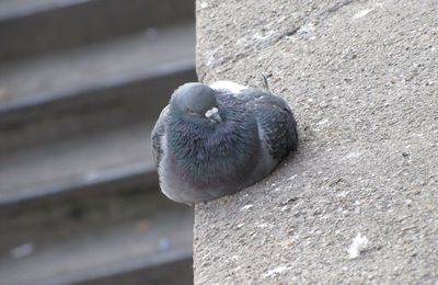 Photo du mois : "L'escalier" - Thème choisi par Sébastien