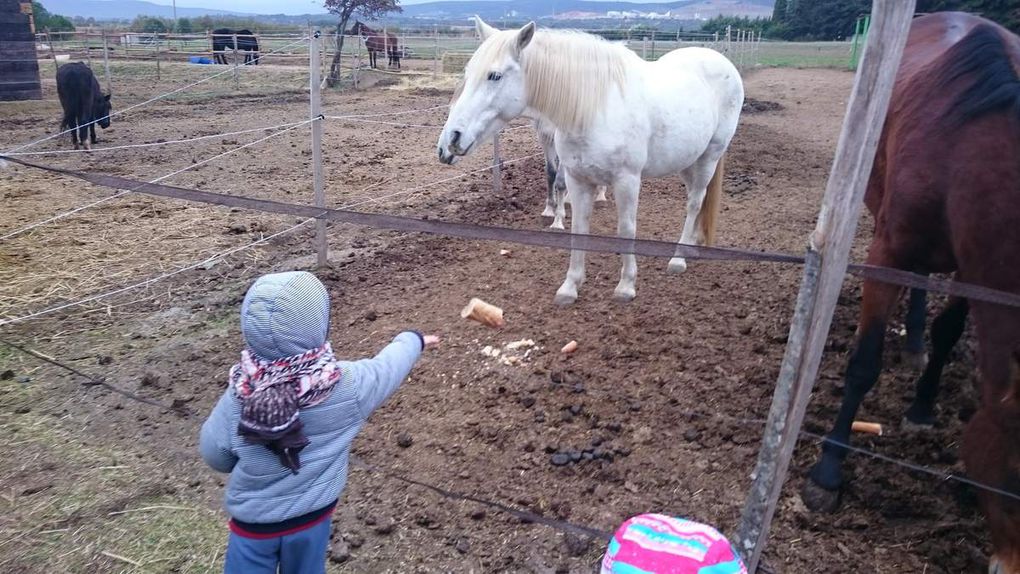 Balade au poney club des Salines