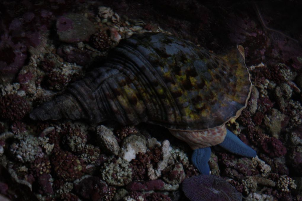 L'aquarium des Lagons de Nouméa. Un délice pour les yeux. Un pur émerveillement tous ces poissons colorés. Les coraux phosphorescents, un mystère envoutant. Une véritable évasion... 