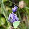 tiens un papillon qui sprend pour une feuille!