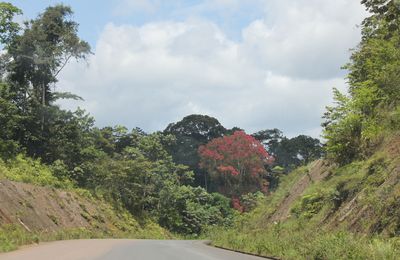 Forêt du Mayombe