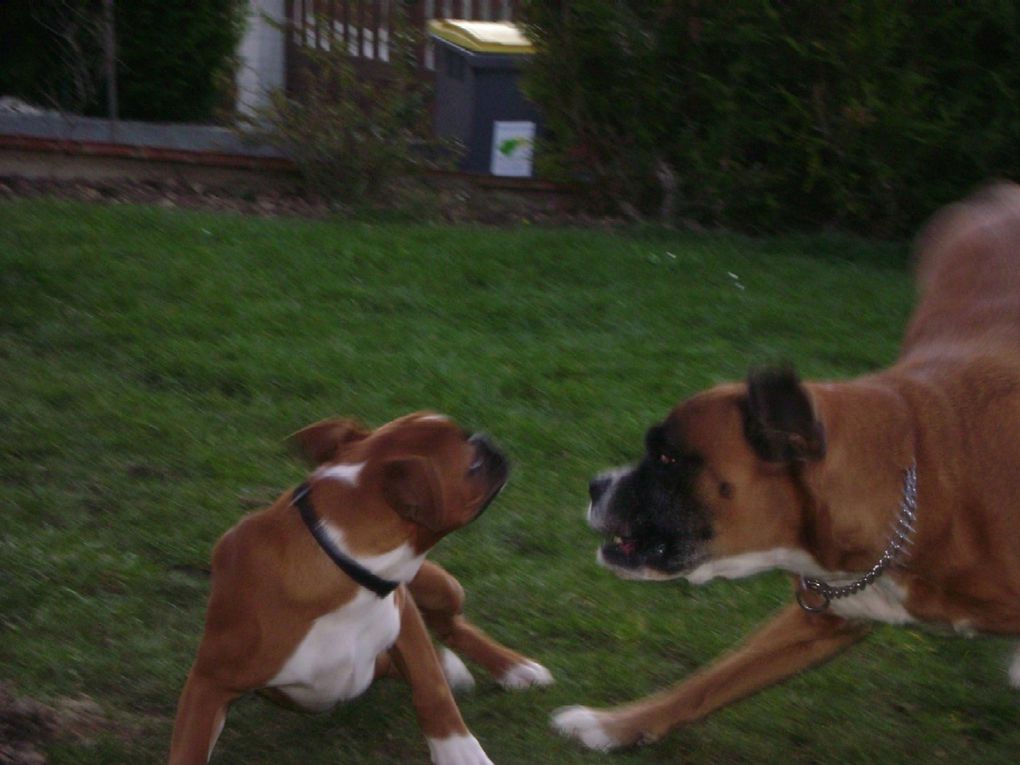 Elfe et Percaline les boxers Bob et Raoul les chats