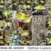 orchidées de Janvier /Orquideas de Janeiro/ January Orchids