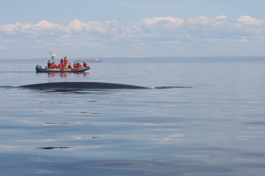 Album - Baleines-du-St-Laurent