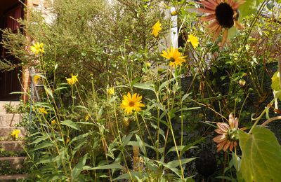 Un petit tour au jardin..