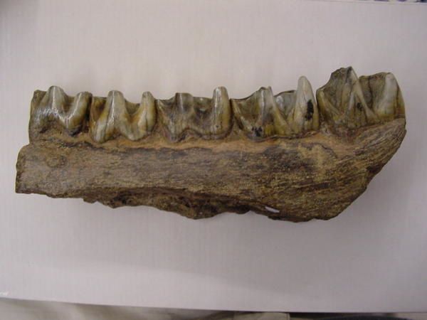 <p> </p>
<p>Les mammifères sont des fossiles très recherchés par les amateurs, ils datent principalement du Quaternaire mais des spécimens plus anciens sont connus, marins comme terrestres.</p>
<p>Les restes sont essentiellement des dents ou ossements isolés.</p>
<p>Tous appartiennent à ma collection.</p>
<p>Bon amusement !</p>
<p>Phil "Fossil"</p>
<p> </p>