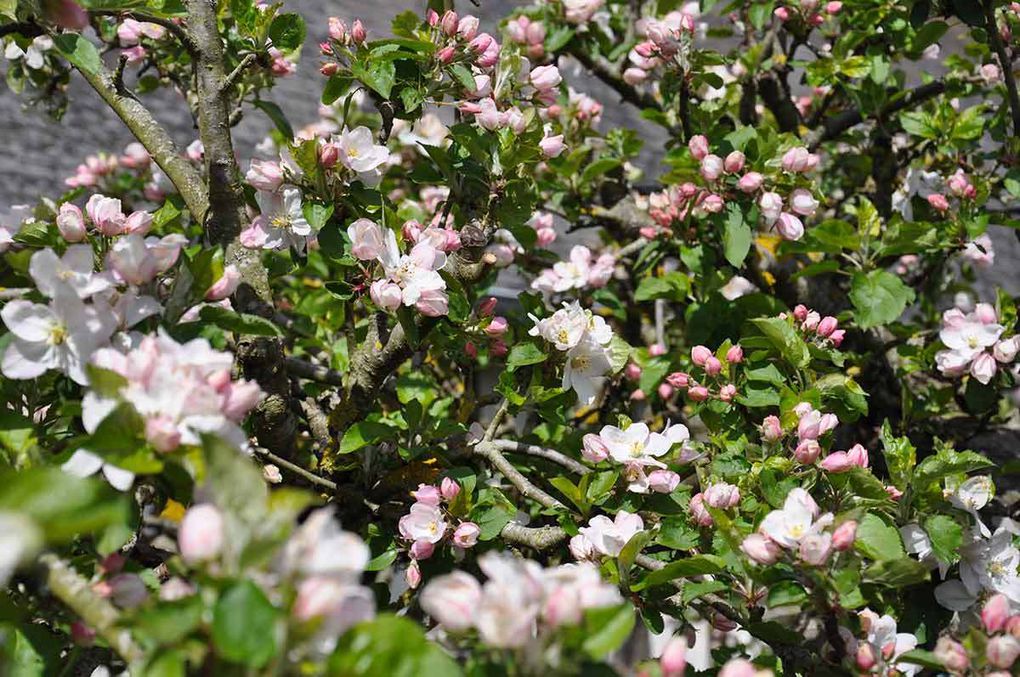 Les pommiers de normandie en fleurs - La normandie au printemps