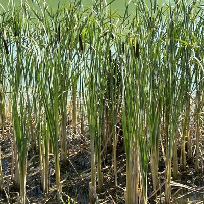 Typha