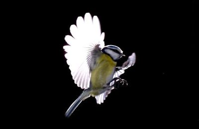 Je suis un oiseau qui passe...