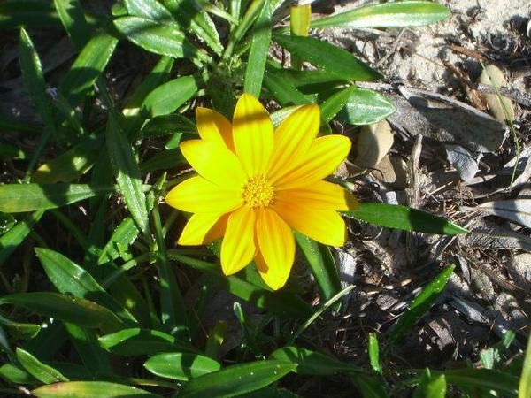 Port stephens, Tea gardens