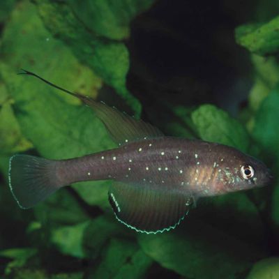 Spectrolebias semiocellatus en direct,  le mouillage des oeufs  et les premiers jours