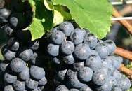 #Petit Verdot Producers Oregon Vineyards