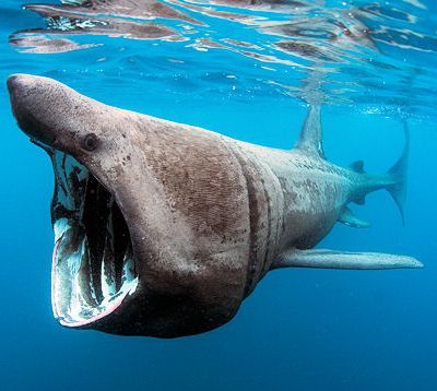 Un requin pelerin se baigne à Wissant