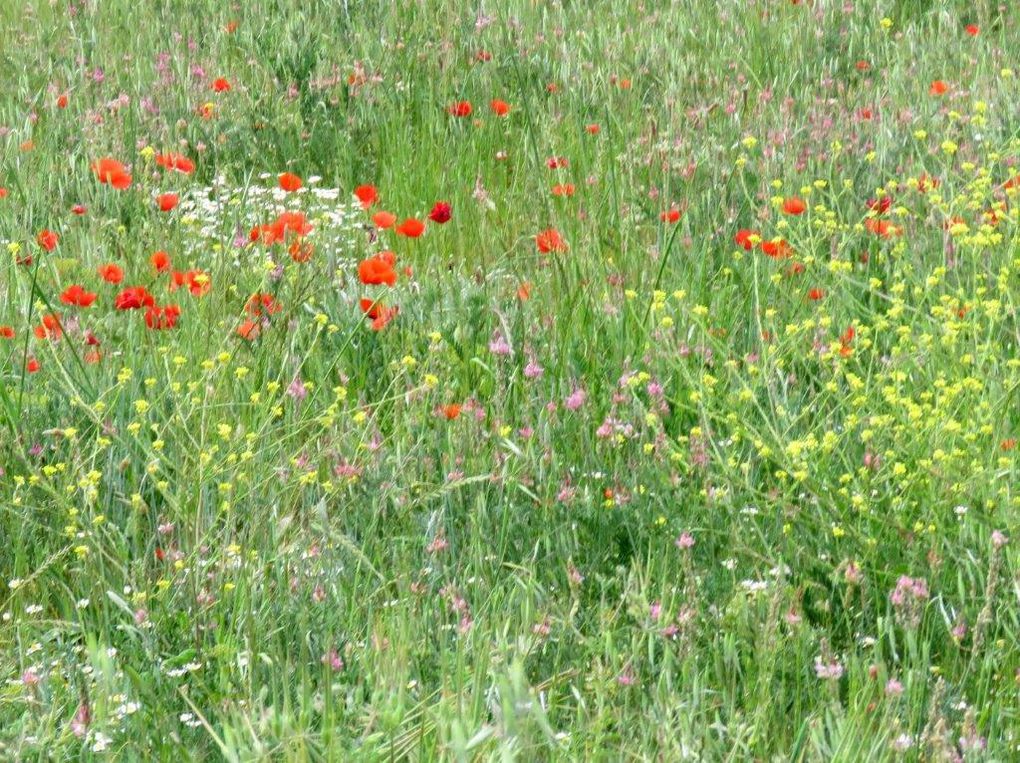 Flore Méditerranéenne