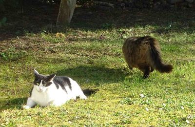 Le Chat Et L Oiseau Jacques Prevert Bejar Passion