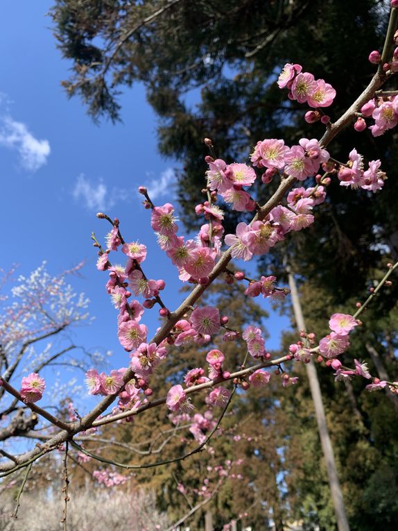 Certains arbres sont des fleurs blanches et des fleurs roses sur une même branche, d’autre des fleurs très charnus, ce sont mes préférés