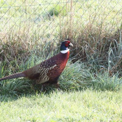 après madame... voici monsieur faisan