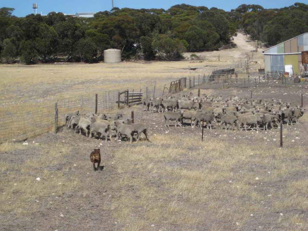 Album - Kangaroo-Island