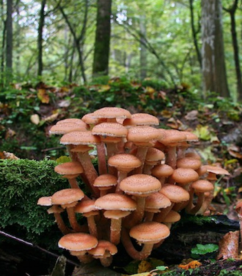 Picking Mushrooms