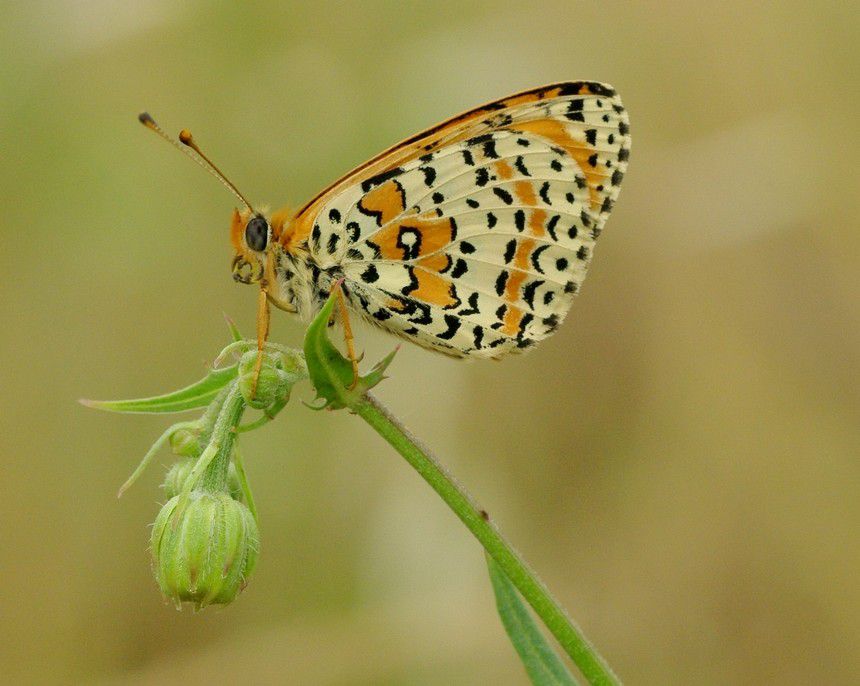 Album - Macro-Papillons